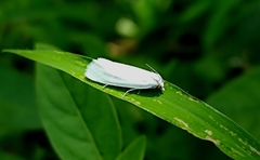 Scirpophaga