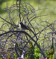 Chrysococcyx basalis