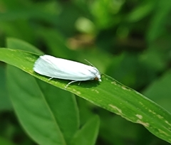 Scirpophaga
