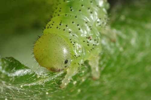Euura humeralis