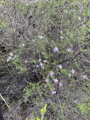 Philotheca salsolifolia