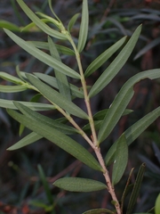 Sannantha pluriflora