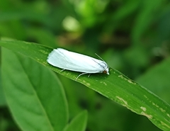 Scirpophaga