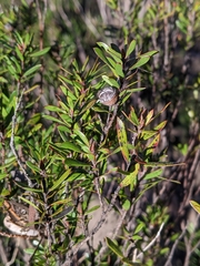 Leptospermum riparium