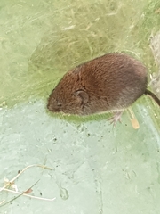 Clethrionomys glareolus