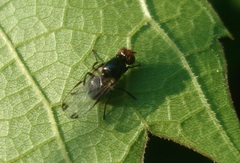 Seioptera vibrans