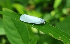 Scirpophaga