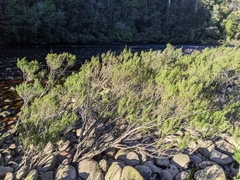 Leptospermum riparium