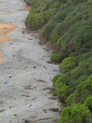 Megadyptes antipodes