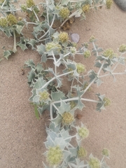 Eryngium maritimum