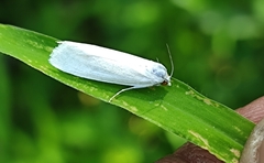 Scirpophaga