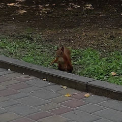 Sciurus vulgaris