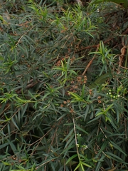 Sannantha pluriflora