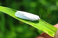 Scirpophaga