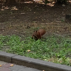 Sciurus vulgaris