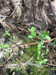 Gonocarpus tetragynus