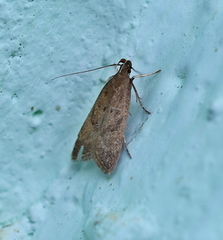 Helcystogramma lutatella
