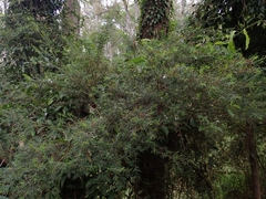 Sannantha pluriflora