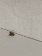 Flatidae