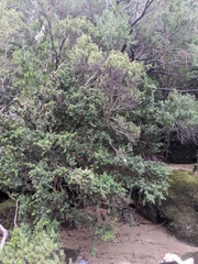 Podocarpus lawrencei