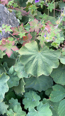 Alchemilla mollis