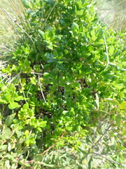 Coprosma repens