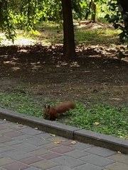 Sciurus vulgaris