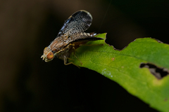 Eutreta noveboracensis