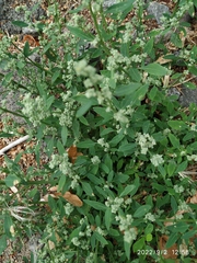 Chenopodium album