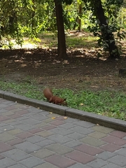 Sciurus vulgaris