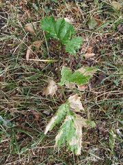 Heracleum sosnowskyi