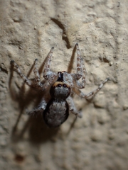 Menemerus bivittatus