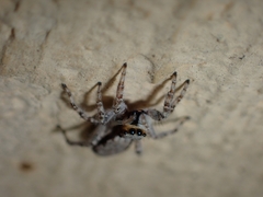 Menemerus bivittatus