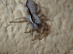Menemerus bivittatus
