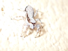 Menemerus bivittatus