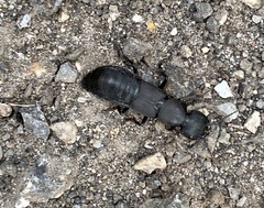 Ocypus olens