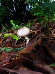 Agaricaceae