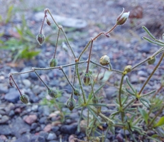 Spergula arvensis