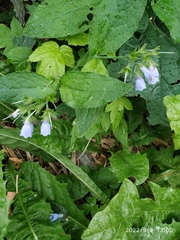 Symphytum caucasicum