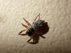 Salticinae