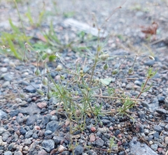 Spergula arvensis