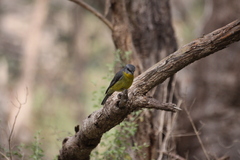 Eopsaltria australis