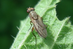 Pherbellia cinerella