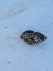 Tritia reticulata