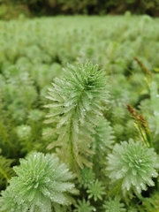 Myriophyllum aquaticum