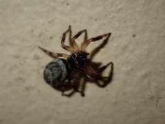 Salticinae