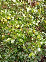 Cleistanthus cunninghamii