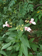 Impatiens glandulifera