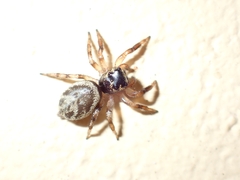 Salticinae