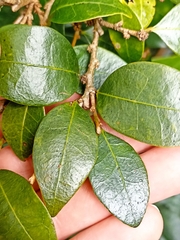 Cleistanthus cunninghamii